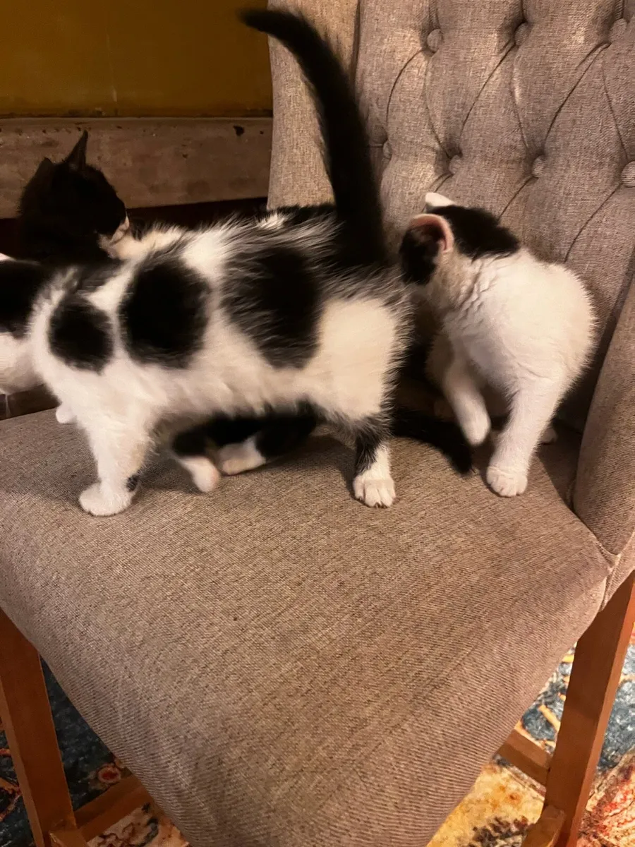 Kittens - Image 2