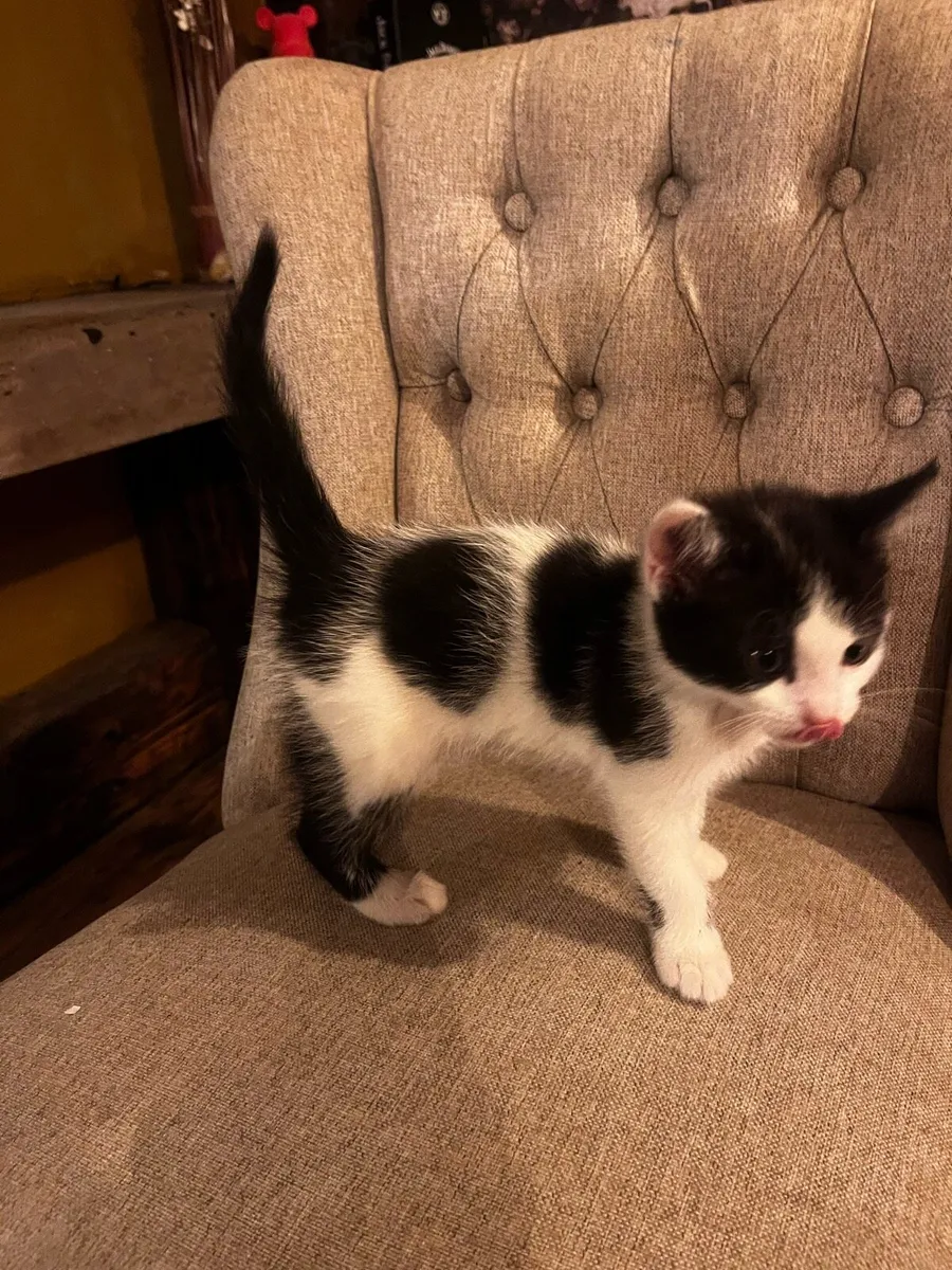 Kittens - Image 3