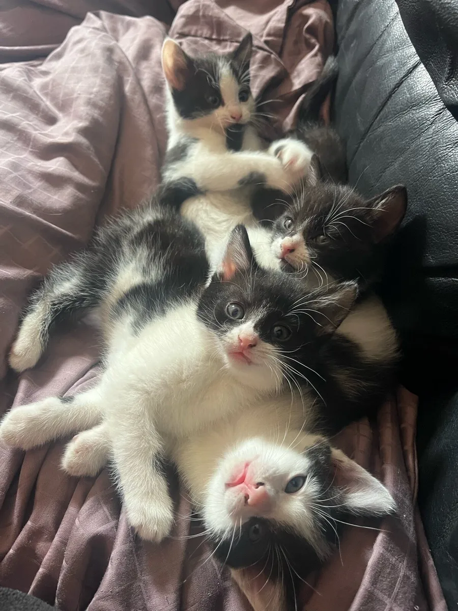 Kittens - Image 4
