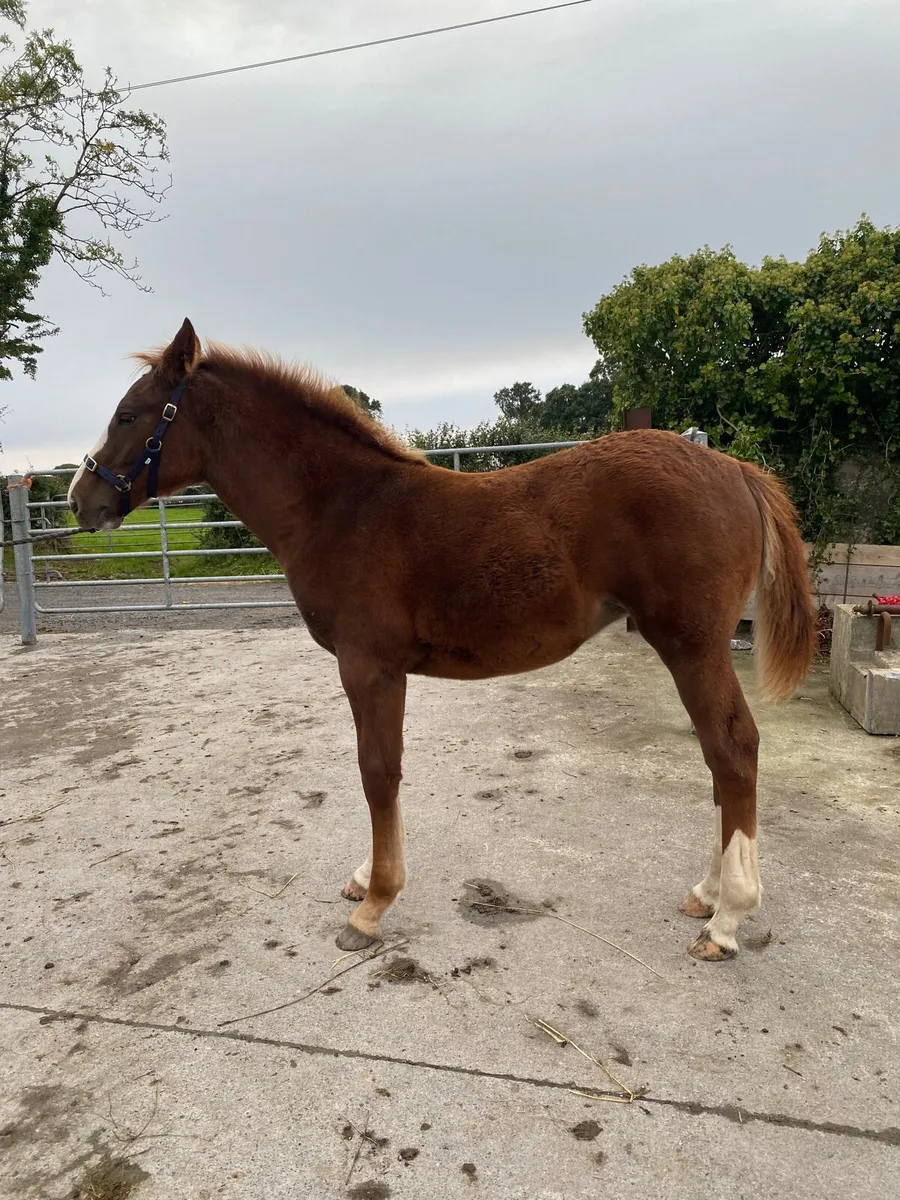 ID filly foal - Image 4
