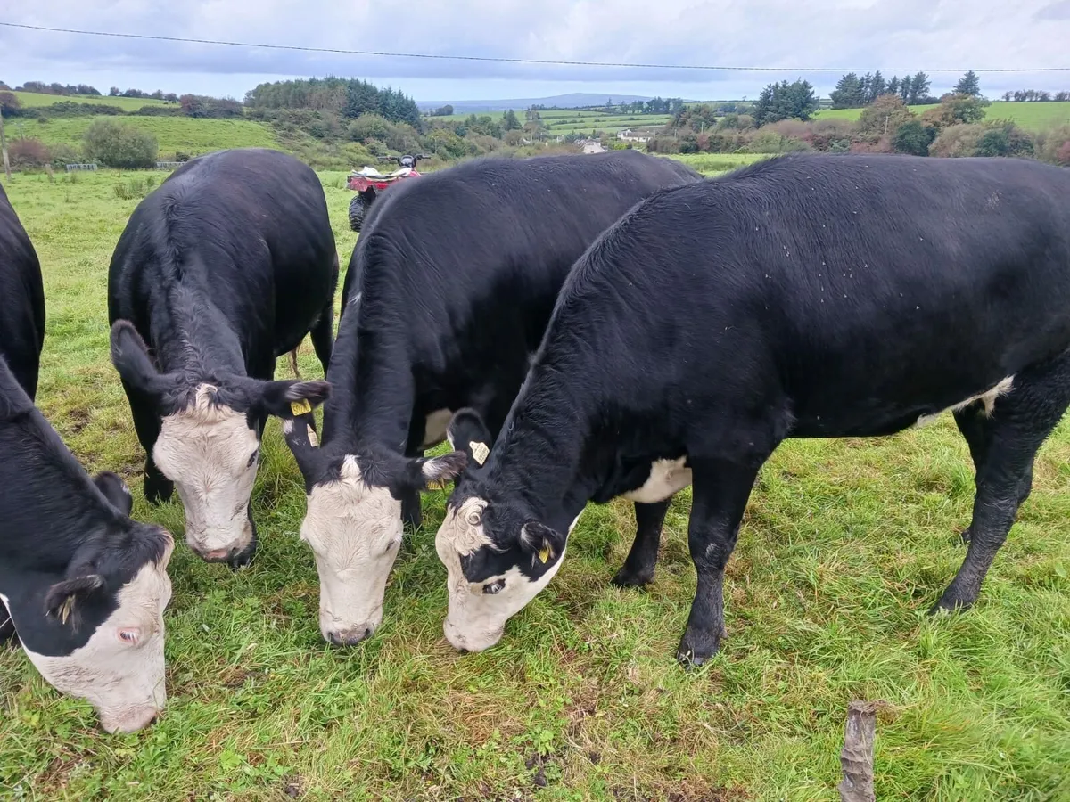 10 Full Symbol Organic Angus Heifers - Image 1