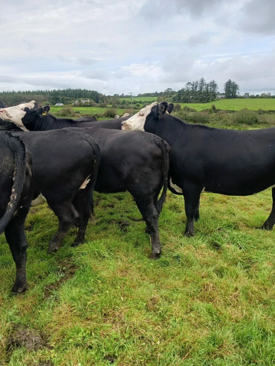10 Full Symbol Organic Angus Heifers - Image 2