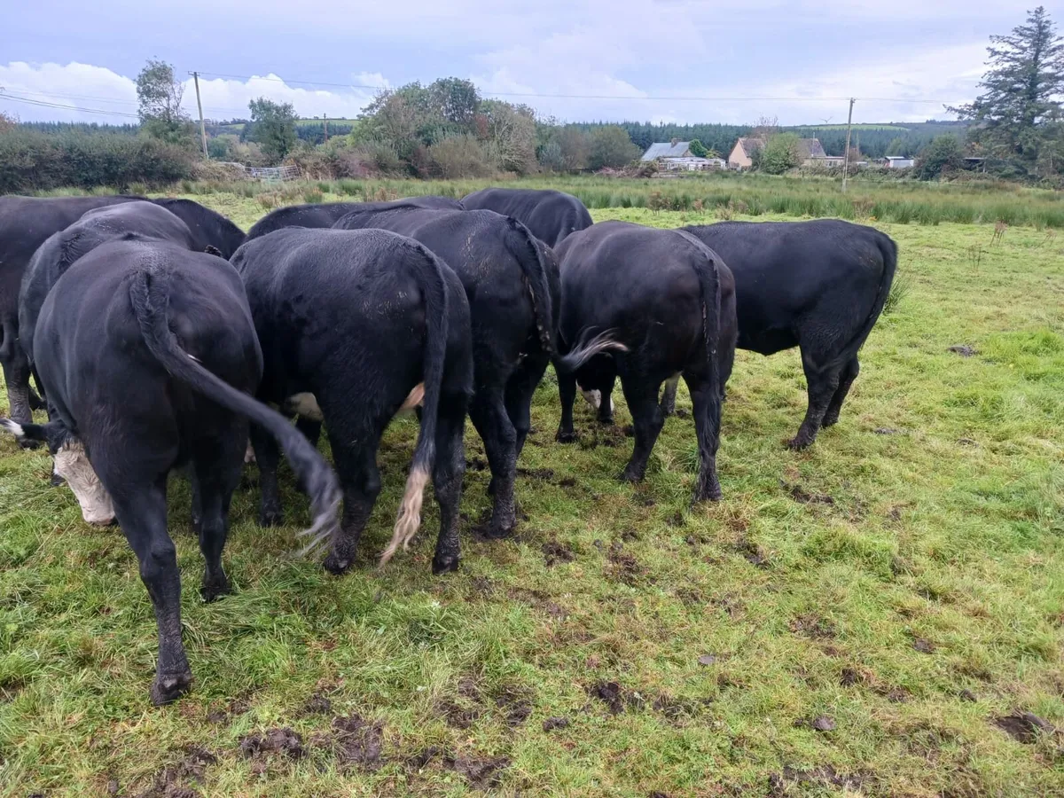 10 Full Symbol Organic Angus Heifers - Image 4