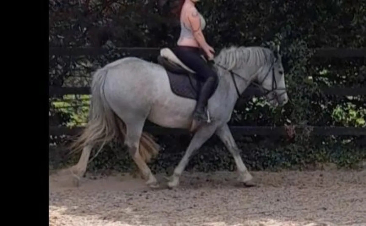 Stunning 4yo cob 150cms - Image 3