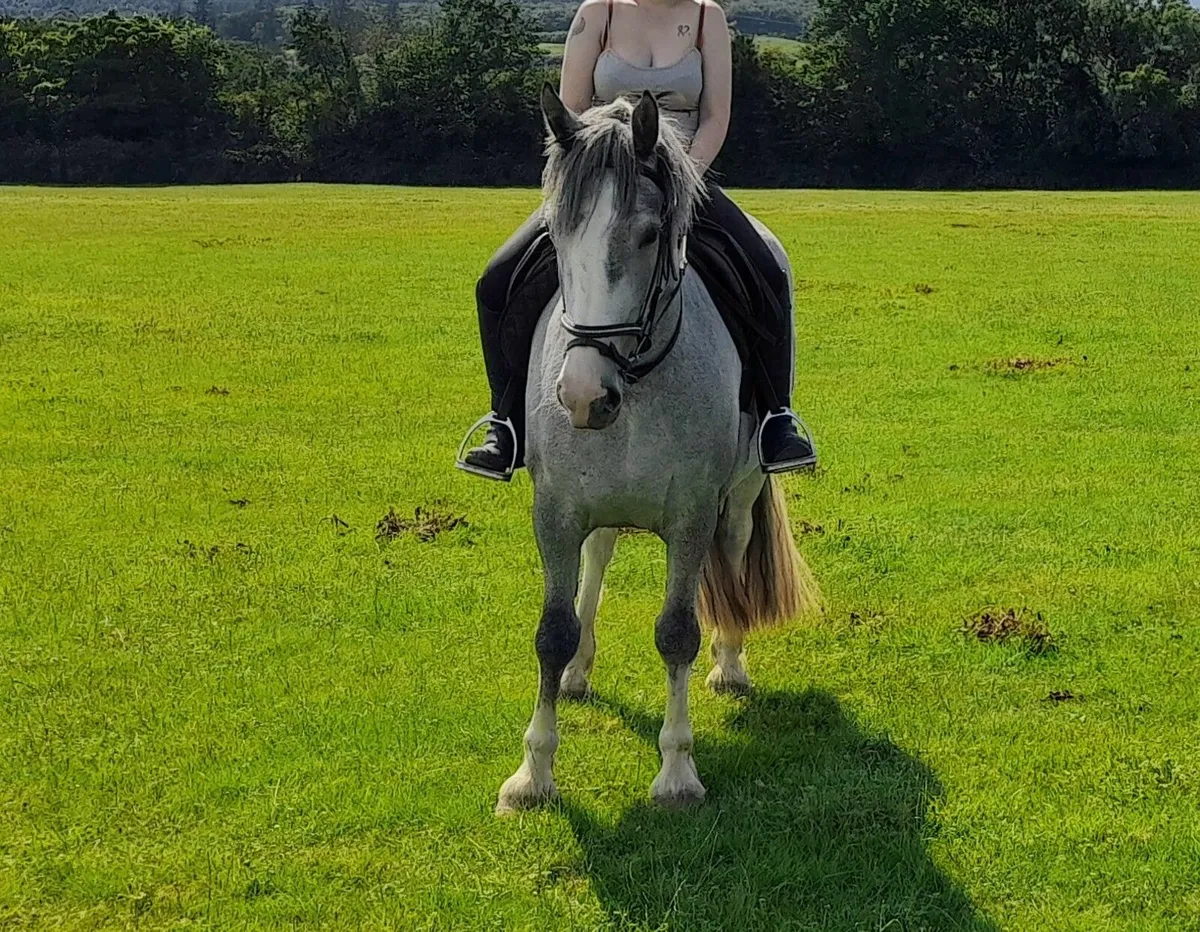 Stunning 4yo cob 150cms - Image 4