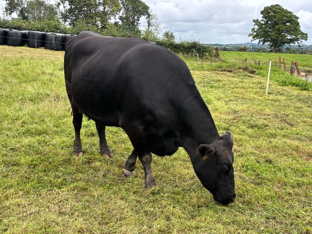 Aubrac/Angus Sucklers - Image 1