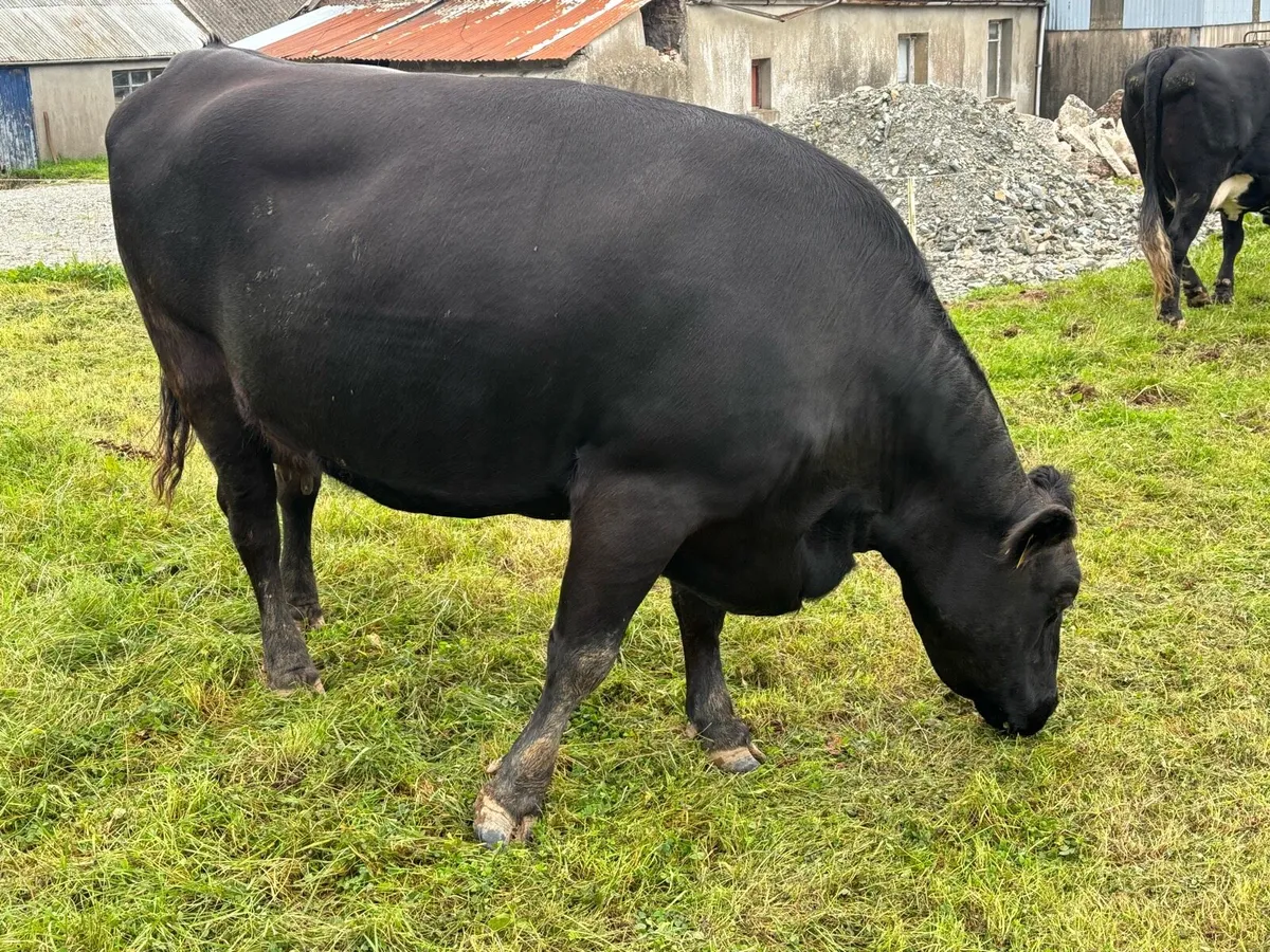 Aubrac/Angus Sucklers - Image 3