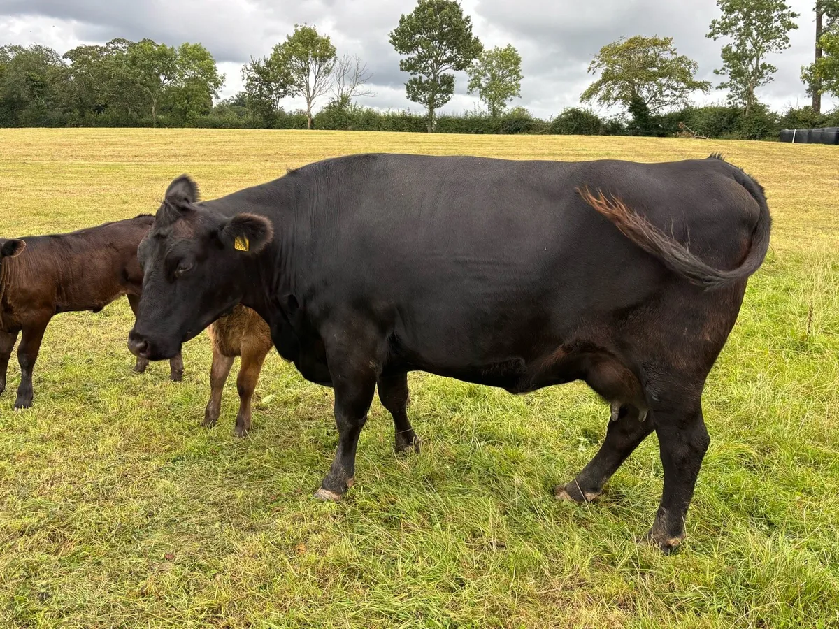 Aubrac/Angus Sucklers - Image 4