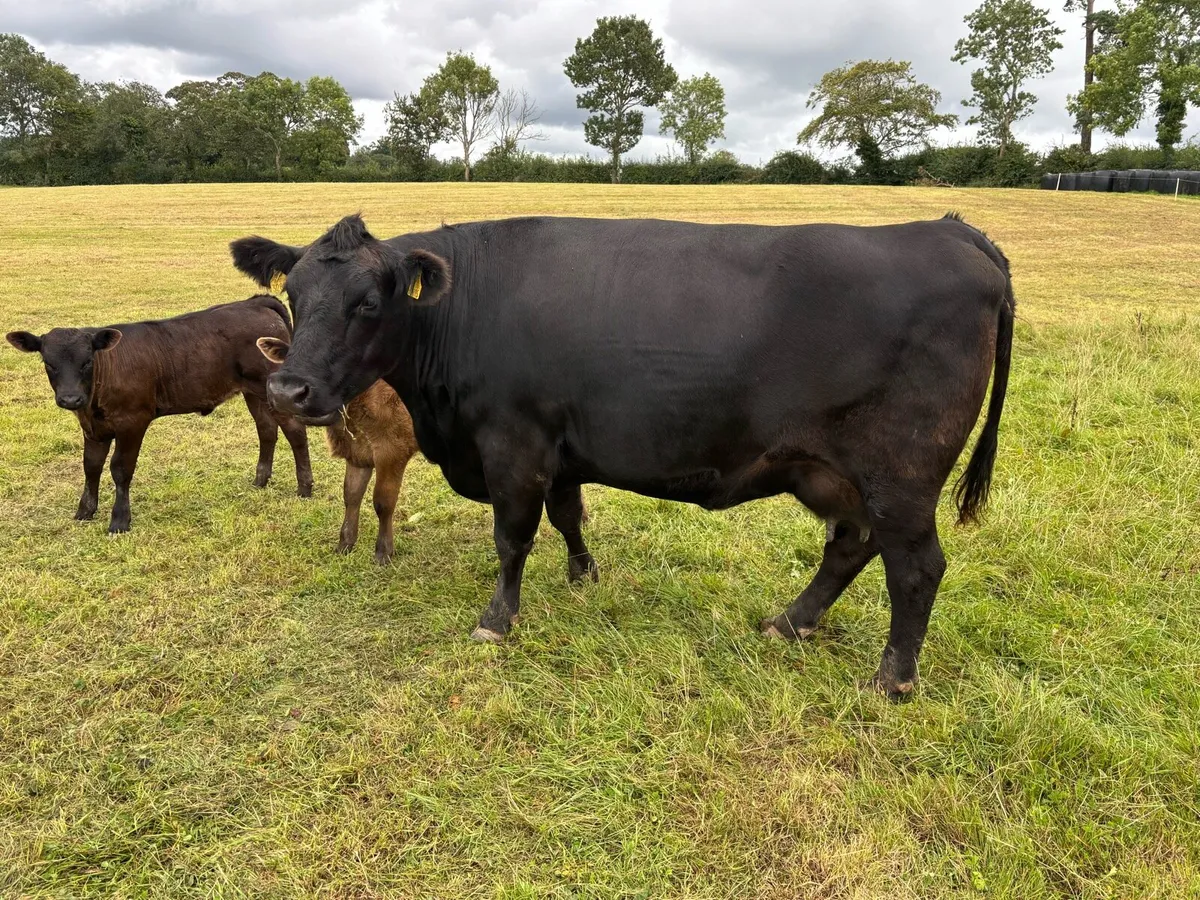Aubrac/Angus Sucklers - Image 1