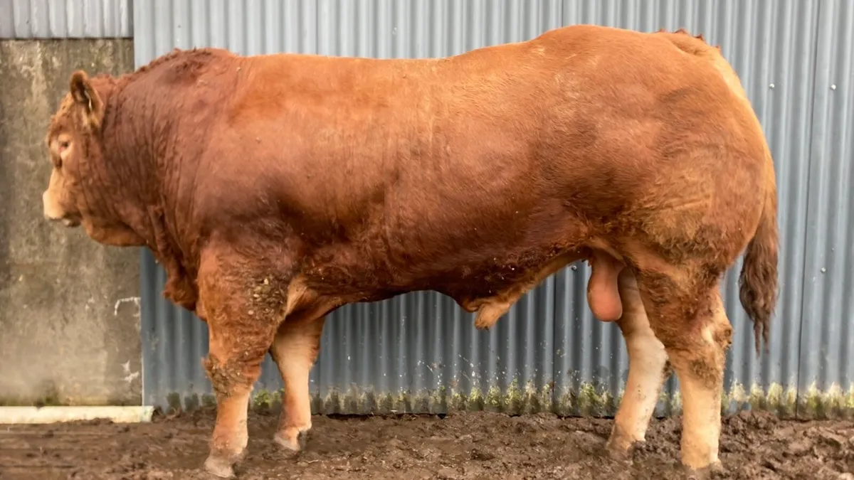 Bull - Image 1