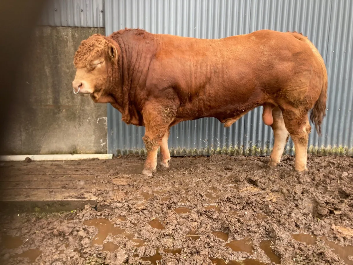Bull - Image 2