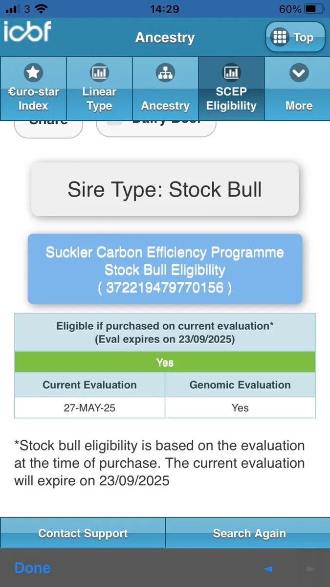 Bull - Image 3