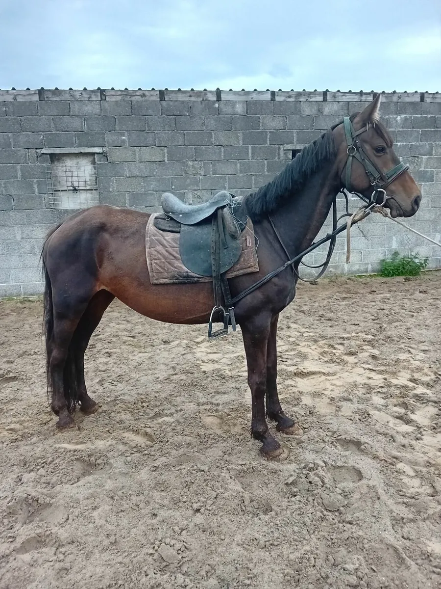 ISH Mare with great potential - Image 4