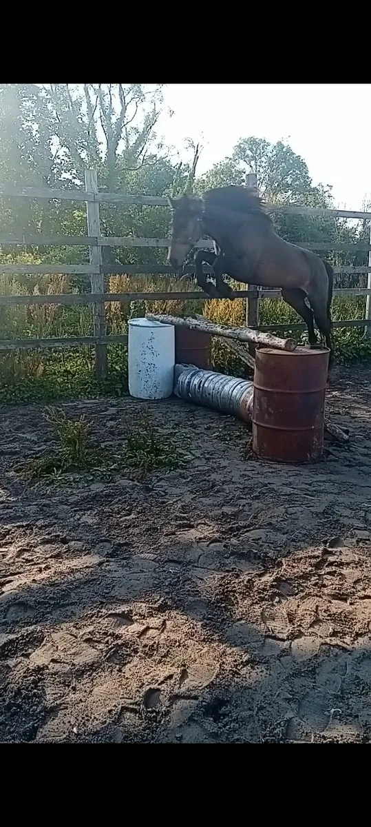 ISH Mare with great potential - Image 2