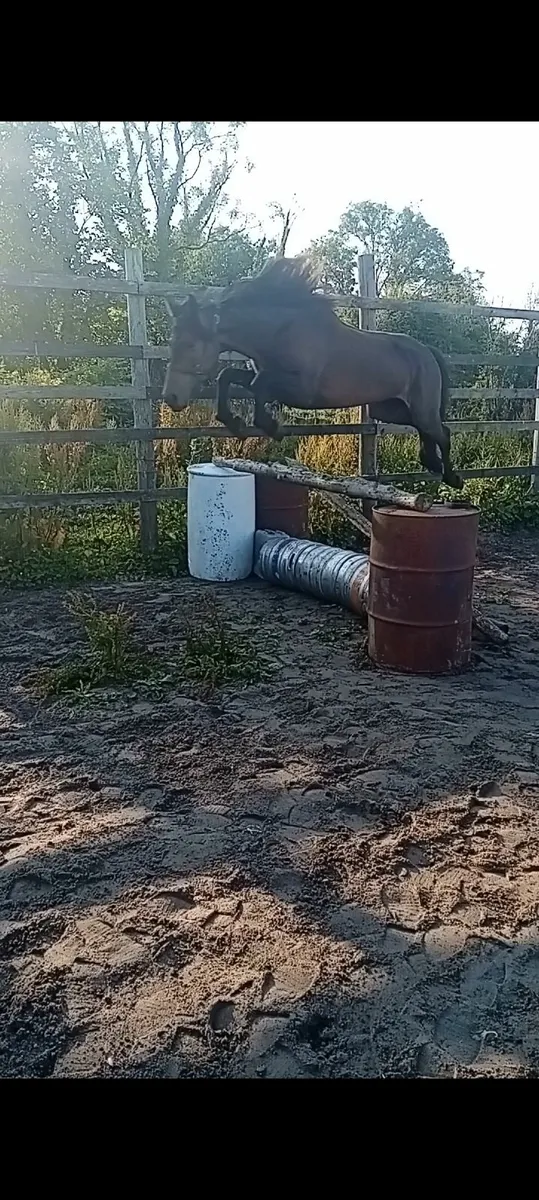 ISH Mare with great potential - Image 1