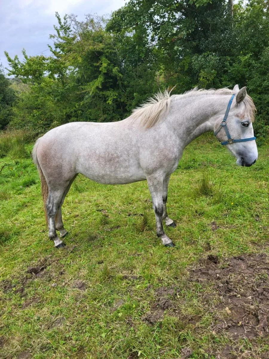Connemara - Image 1