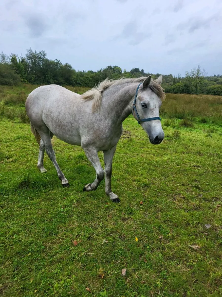 Connemara - Image 2