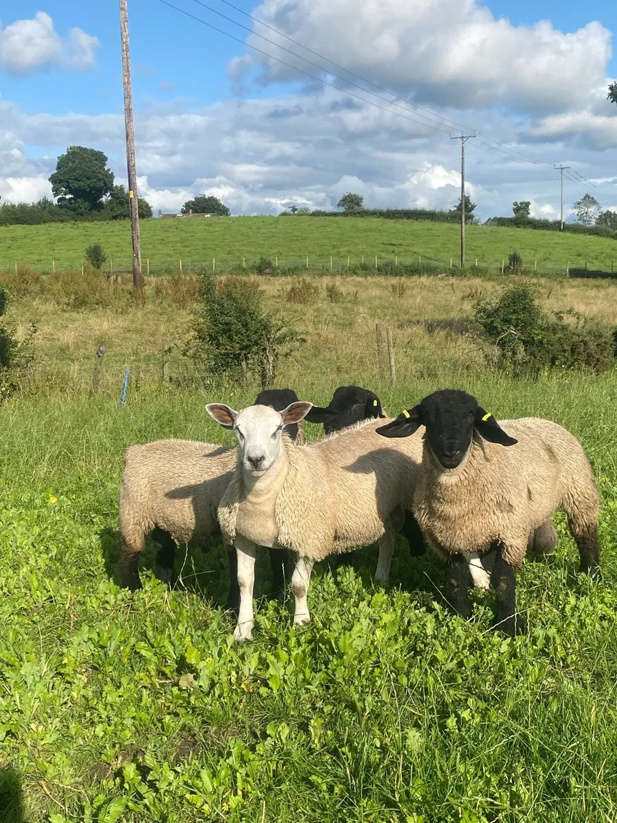 Suffolk and texel x ram lambs - Image 1