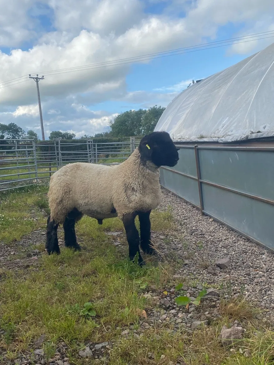 Suffolk and texel x ram lambs - Image 2