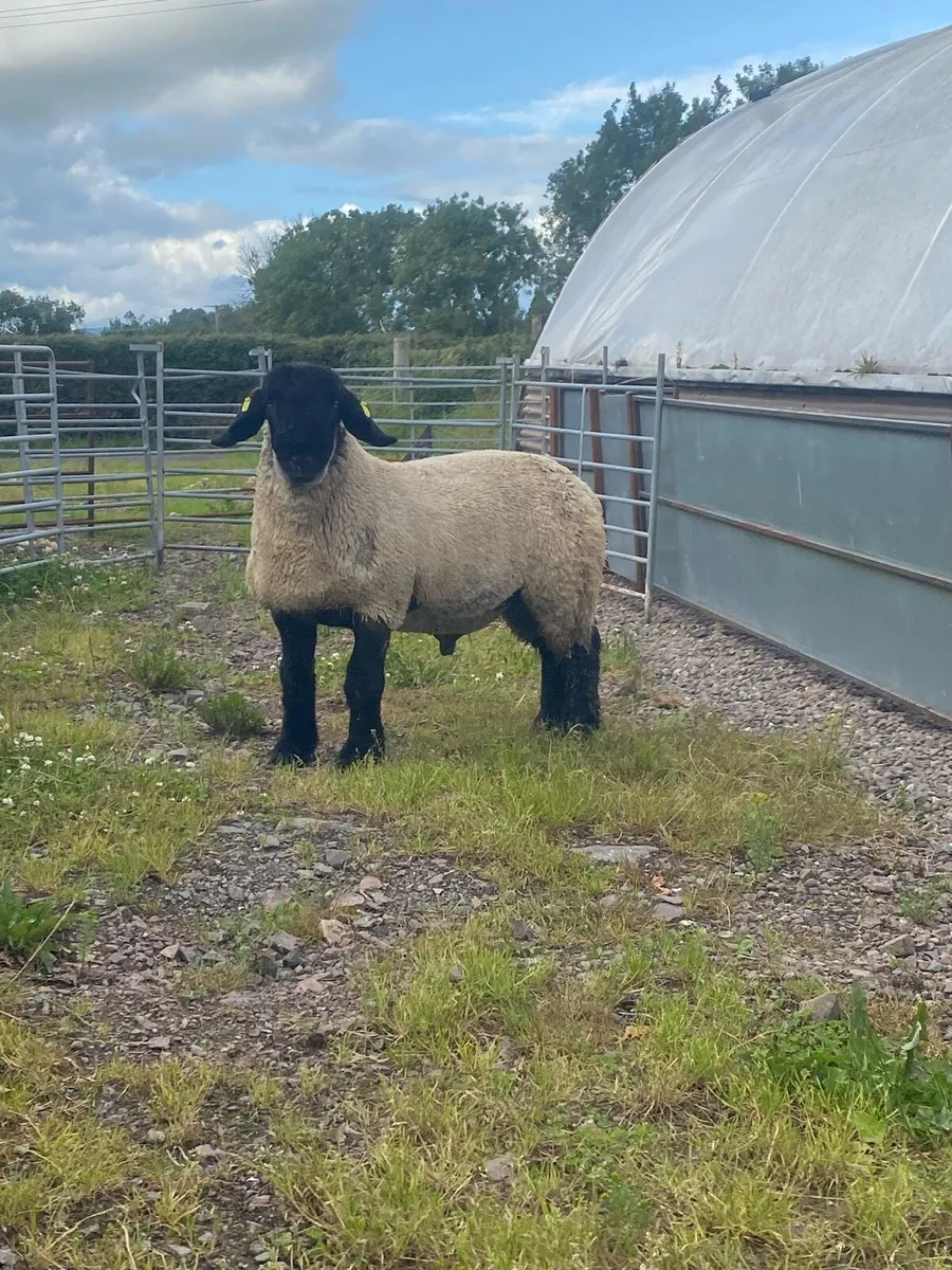 Suffolk and texel x ram lambs - Image 3