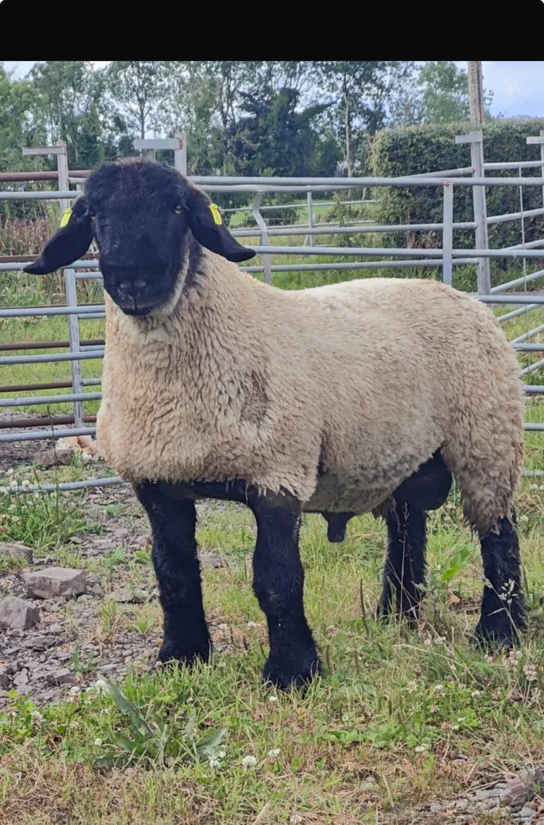 Suffolk and texel x ram lambs - Image 4