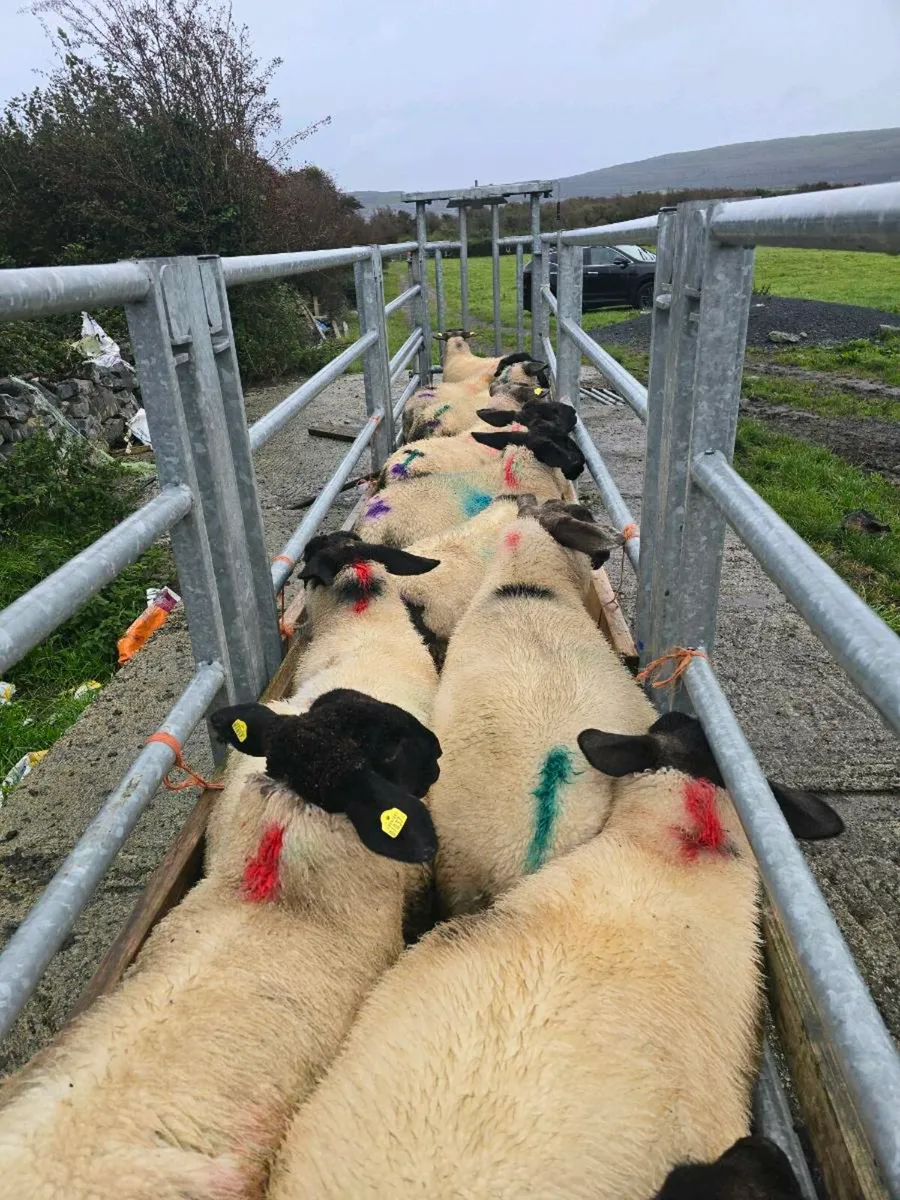 6 Suf & 9 Bleu du Maine X Lambs  Prolific Flock - Image 2