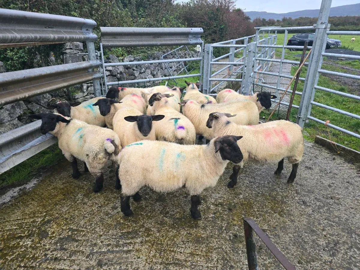 6 Suf & 9 Bleu du Maine X Lambs  Prolific Flock - Image 3