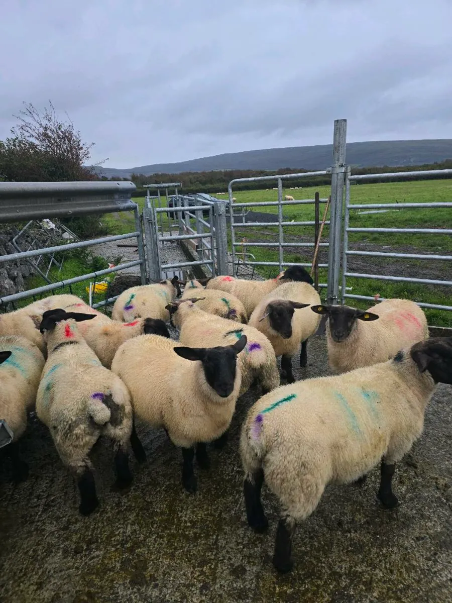 6 Suf & 9 Bleu du Maine X Lambs  Prolific Flock - Image 4