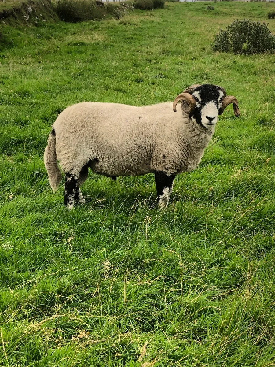 🔥 SIS Rams🔥 - Image 2