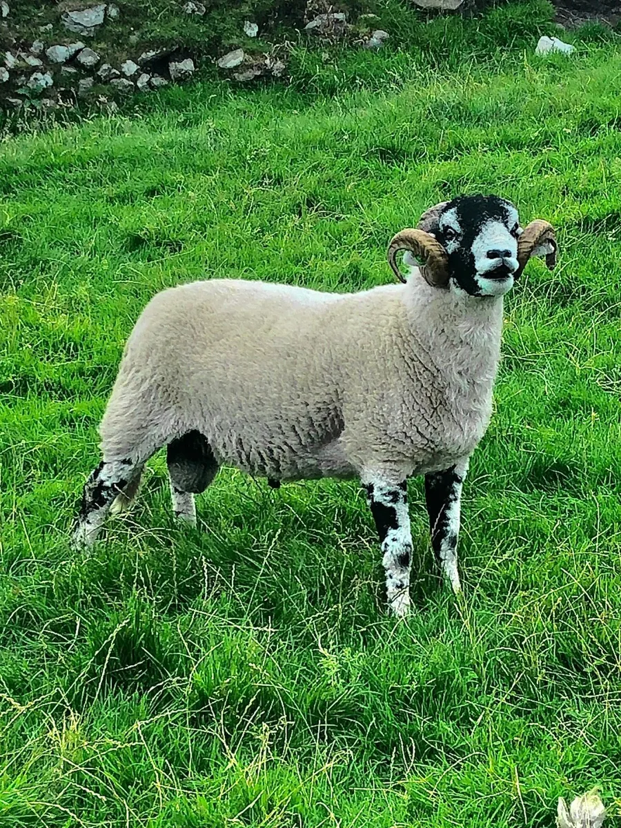🔥 SIS Rams🔥 - Image 3