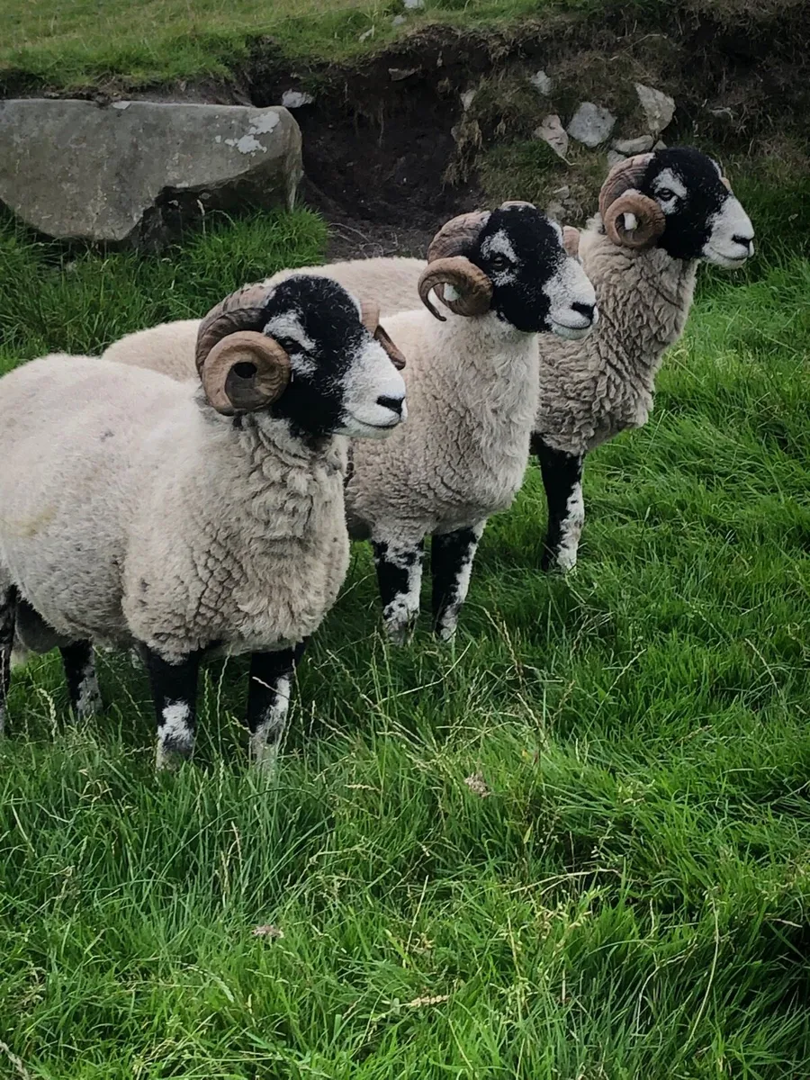 🔥 SIS Rams🔥 - Image 4