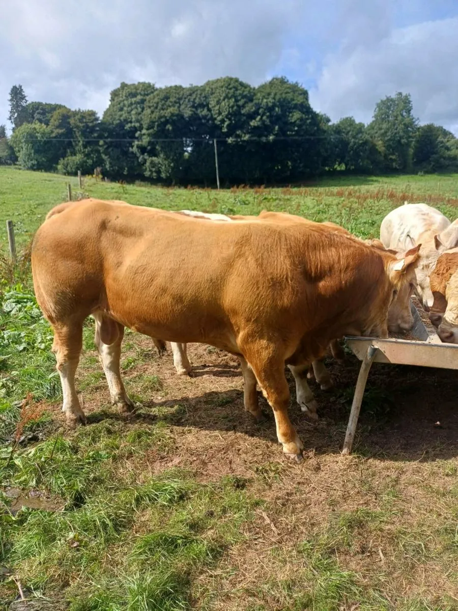 PEDIGREE BULLS FOR SALE - Image 1