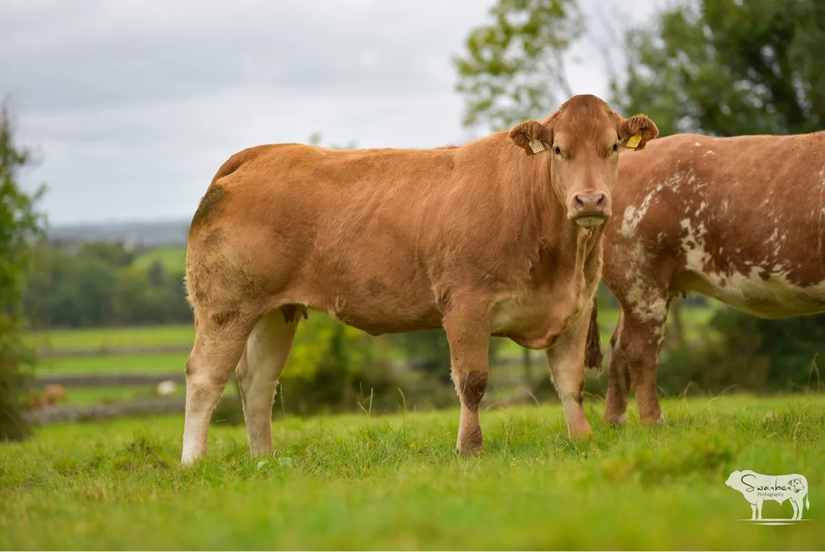 Ballinasloe Mart 4th Oct - Image 1
