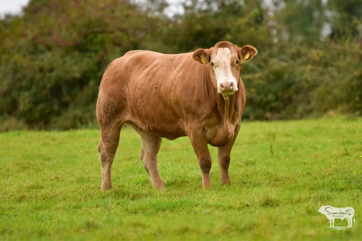 Ballinasloe Mart 4th Oct - Image 2