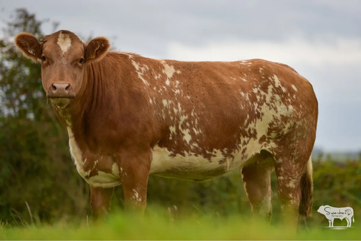 Ballinasloe Mart 4th Oct - Image 3