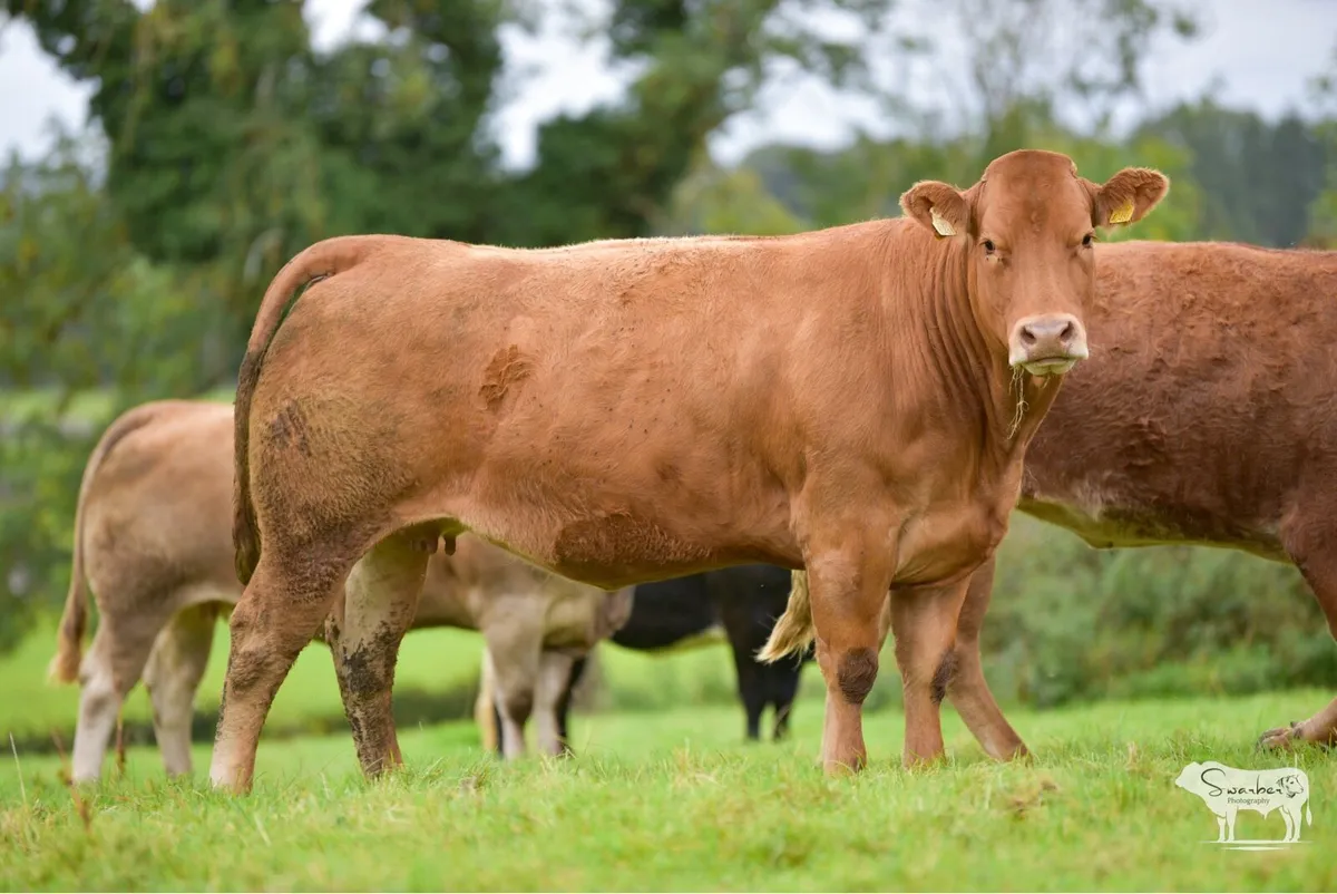 Ballinasloe Mart 4th Oct - Image 4