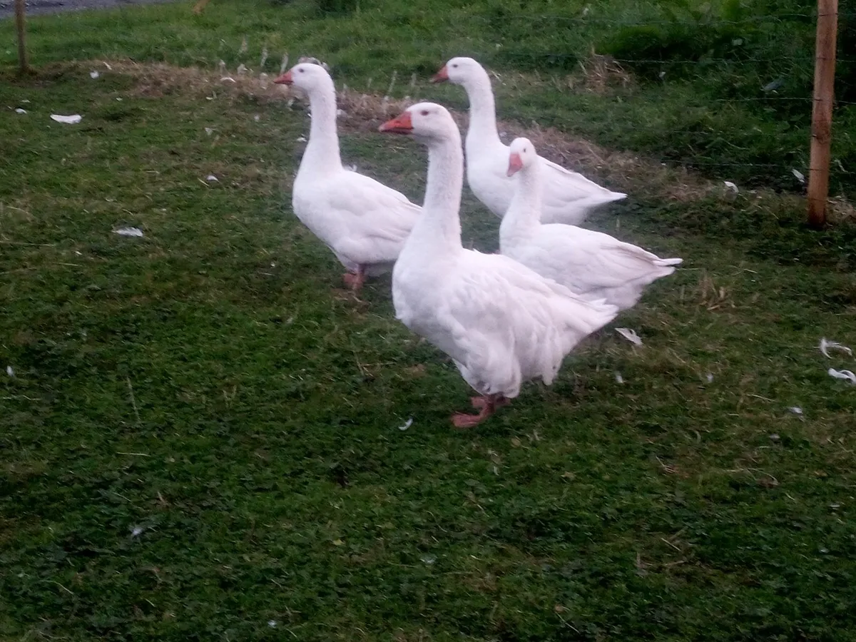 Geese - Image 1