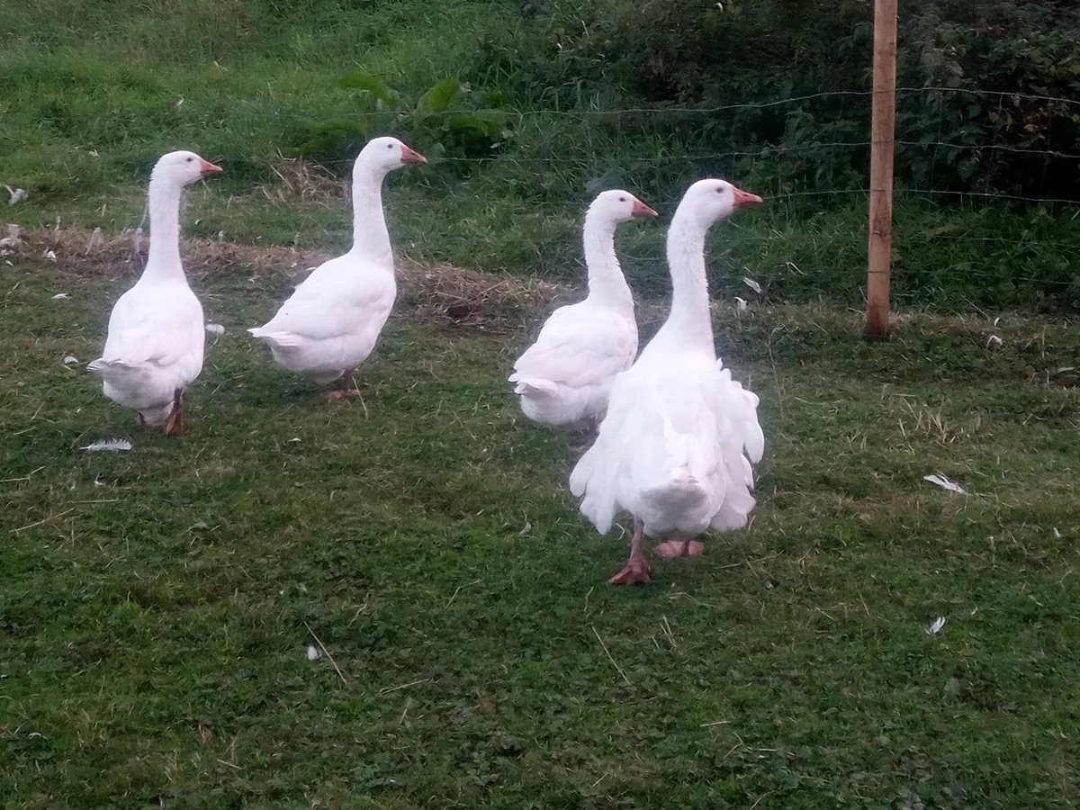 Geese - Image 2