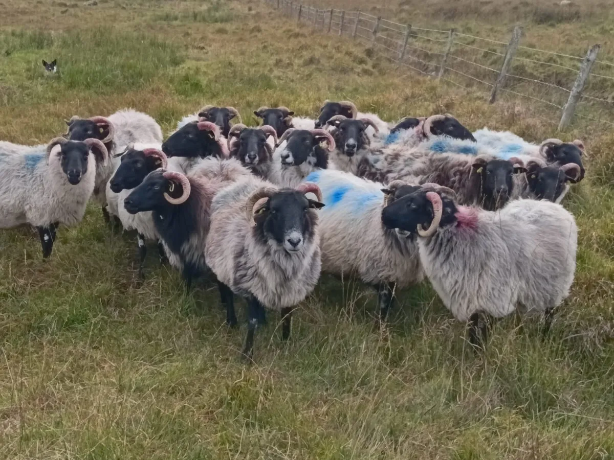 Breeding ewes for sale - Image 2