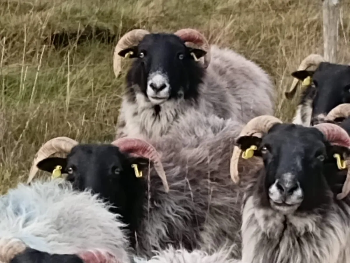 Breeding ewes for sale - Image 4