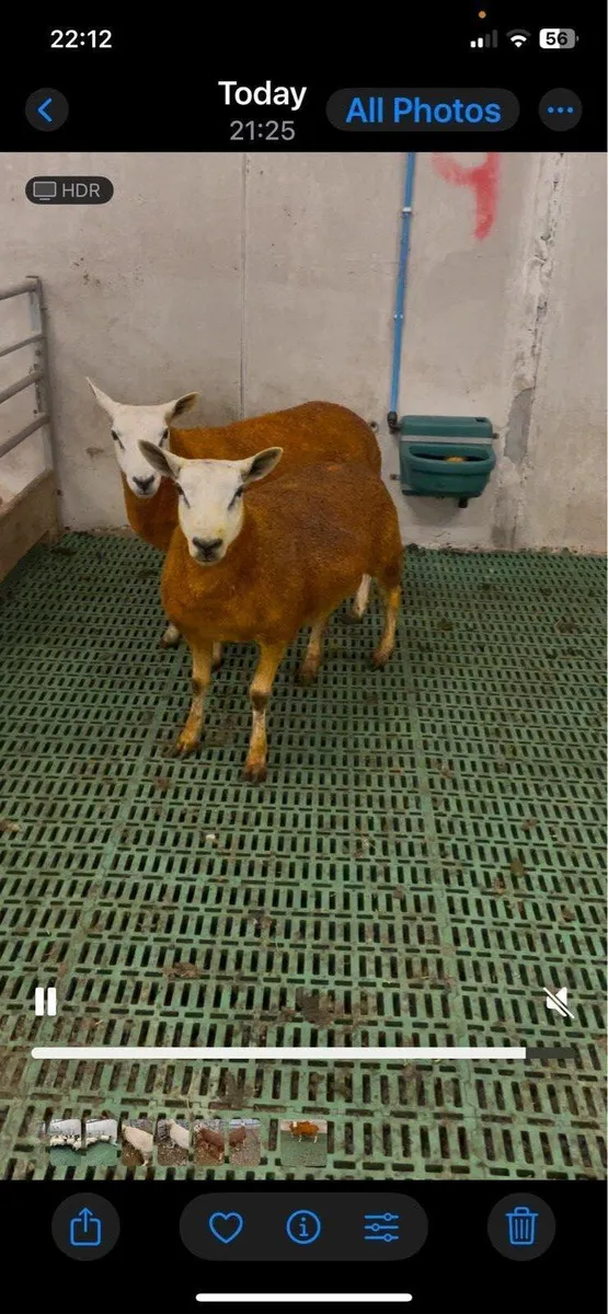 Aberfield Hogget Rams - Image 2