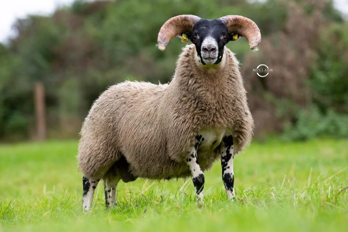 Roscommon Mart Lanark Rams - Image 2