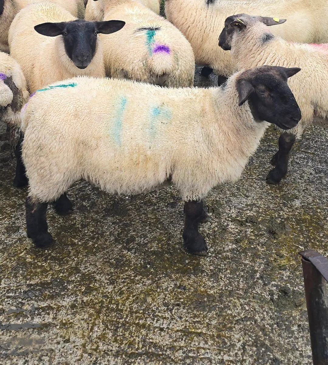 6 Suf & 9 Bleu du Maine X Lambs  Prolific Flock - Image 1