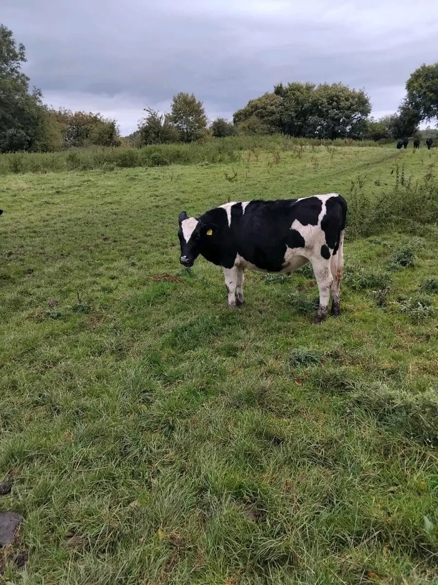 Cattle - Image 1