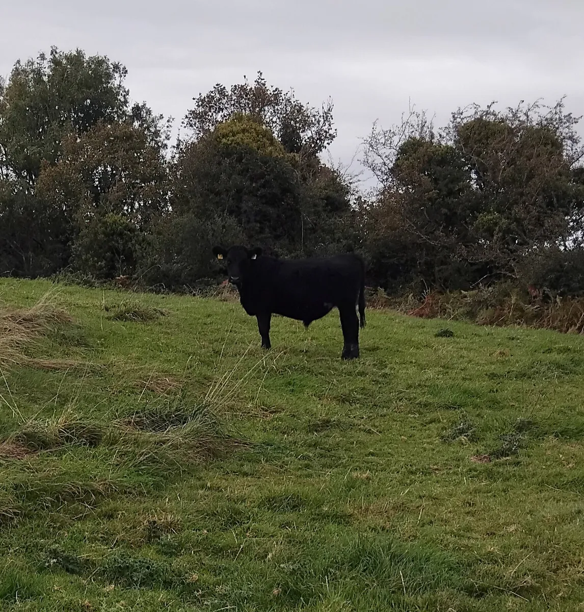 Cattle - Image 2