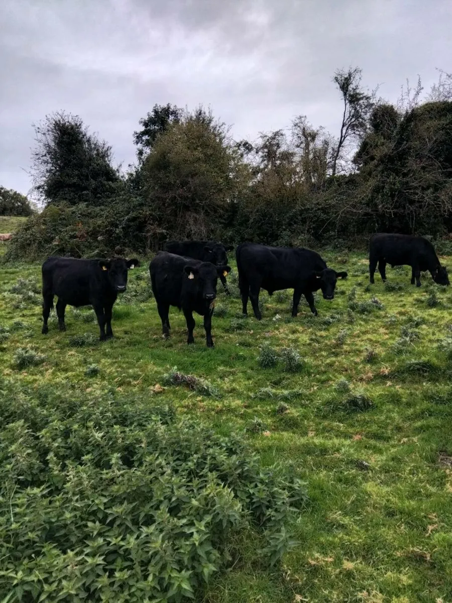 Cattle - Image 3