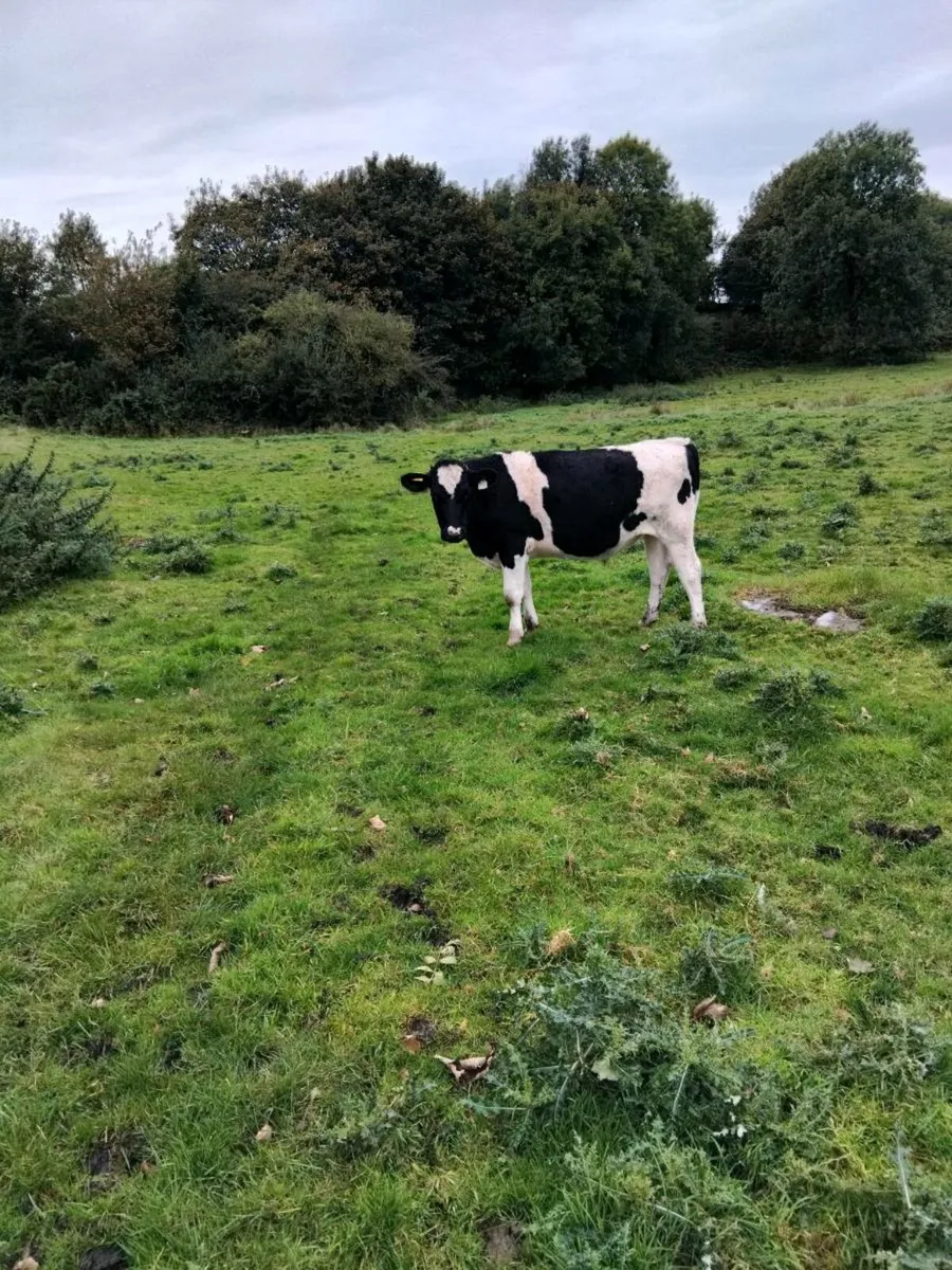 Cattle - Image 4