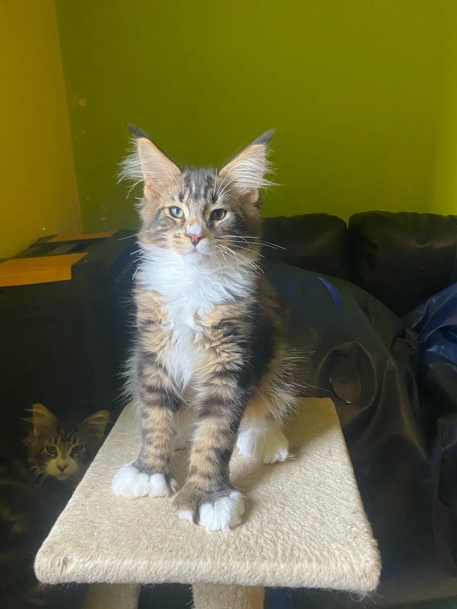 Polydactyl Maine Coon kitten Tica registered - Image 1