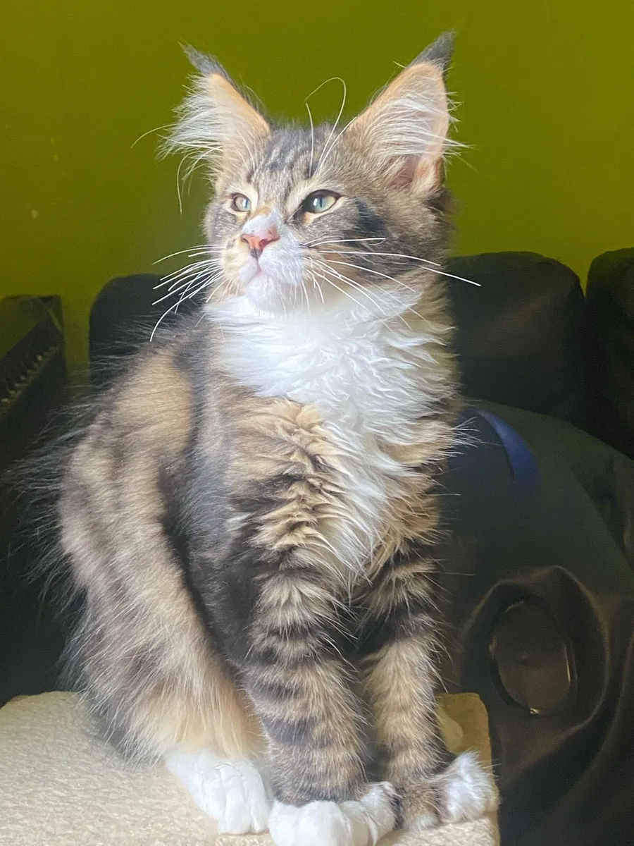 Polydactyl Maine Coon kitten Tica registered - Image 3