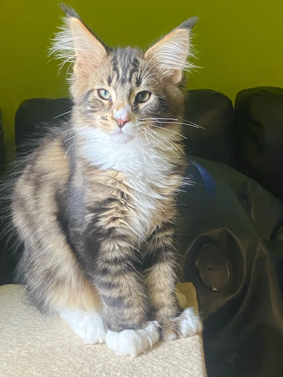 Polydactyl Maine Coon kitten Tica registered - Image 4